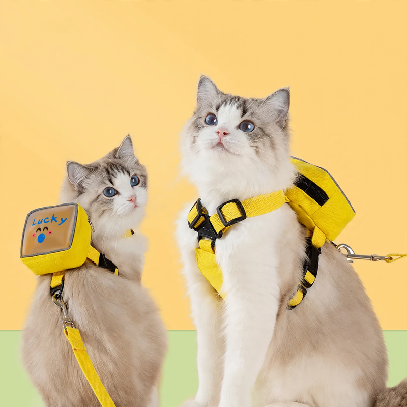 Chest harness with transparent backpack for cats