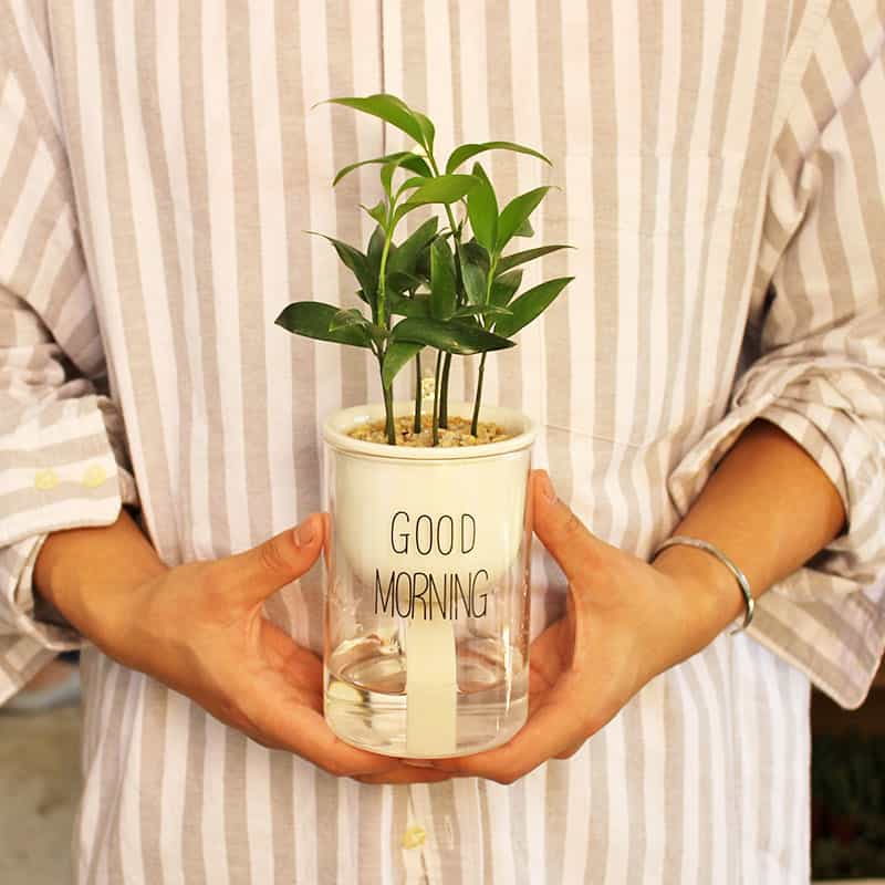 Siopsrl| Self-watering Hydro-Flower Pot