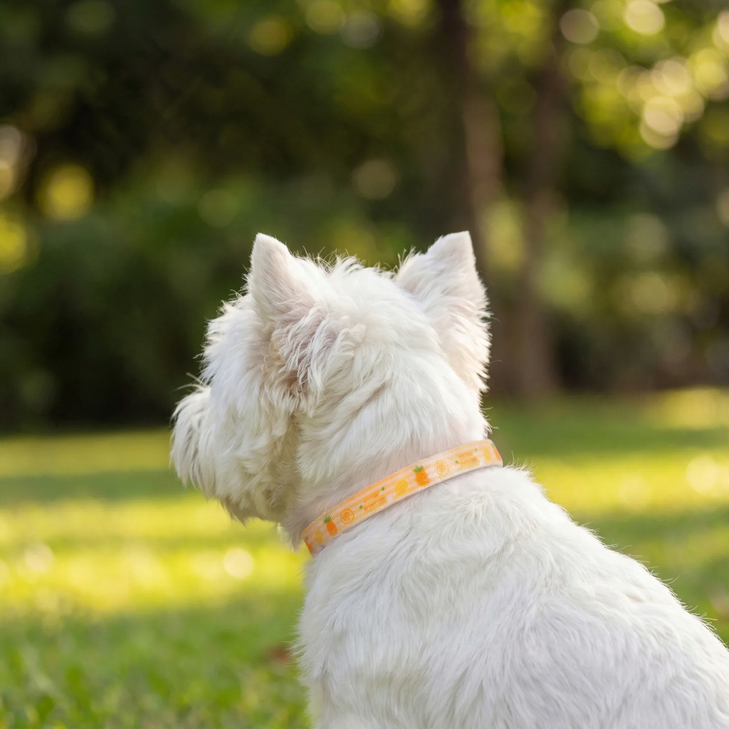 Adjustable collar with fruit pattern for dogs