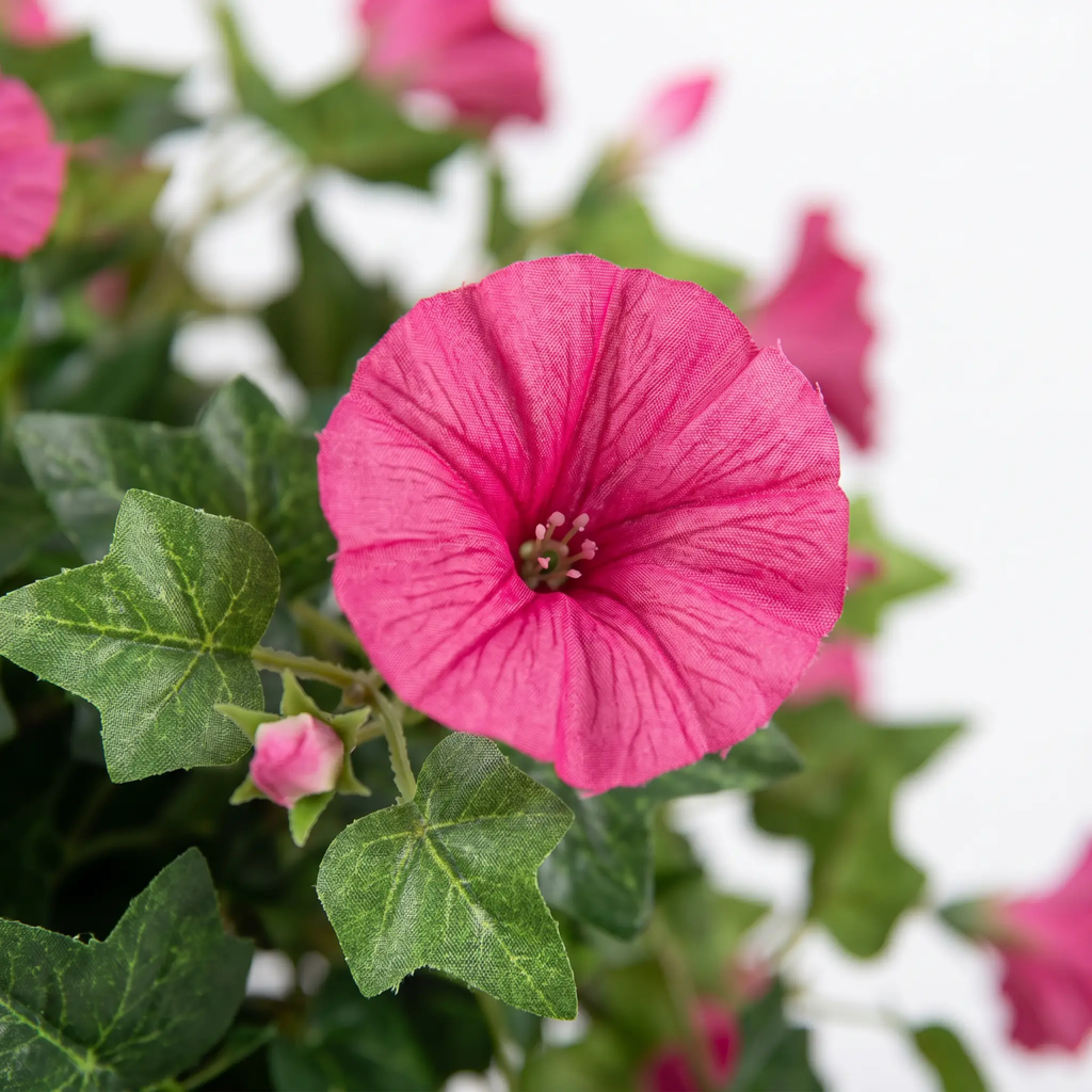 siopsrl | Realistic, UV-resistant artificial morning glory - Buy one, get one!