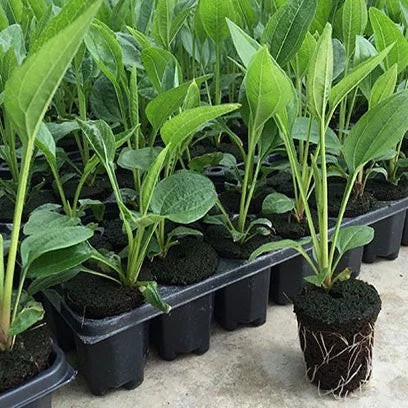 Siopsrl| Rectangular Plant Bowl – Seedling Tray for Efficient Germination and Growth of Seedlings