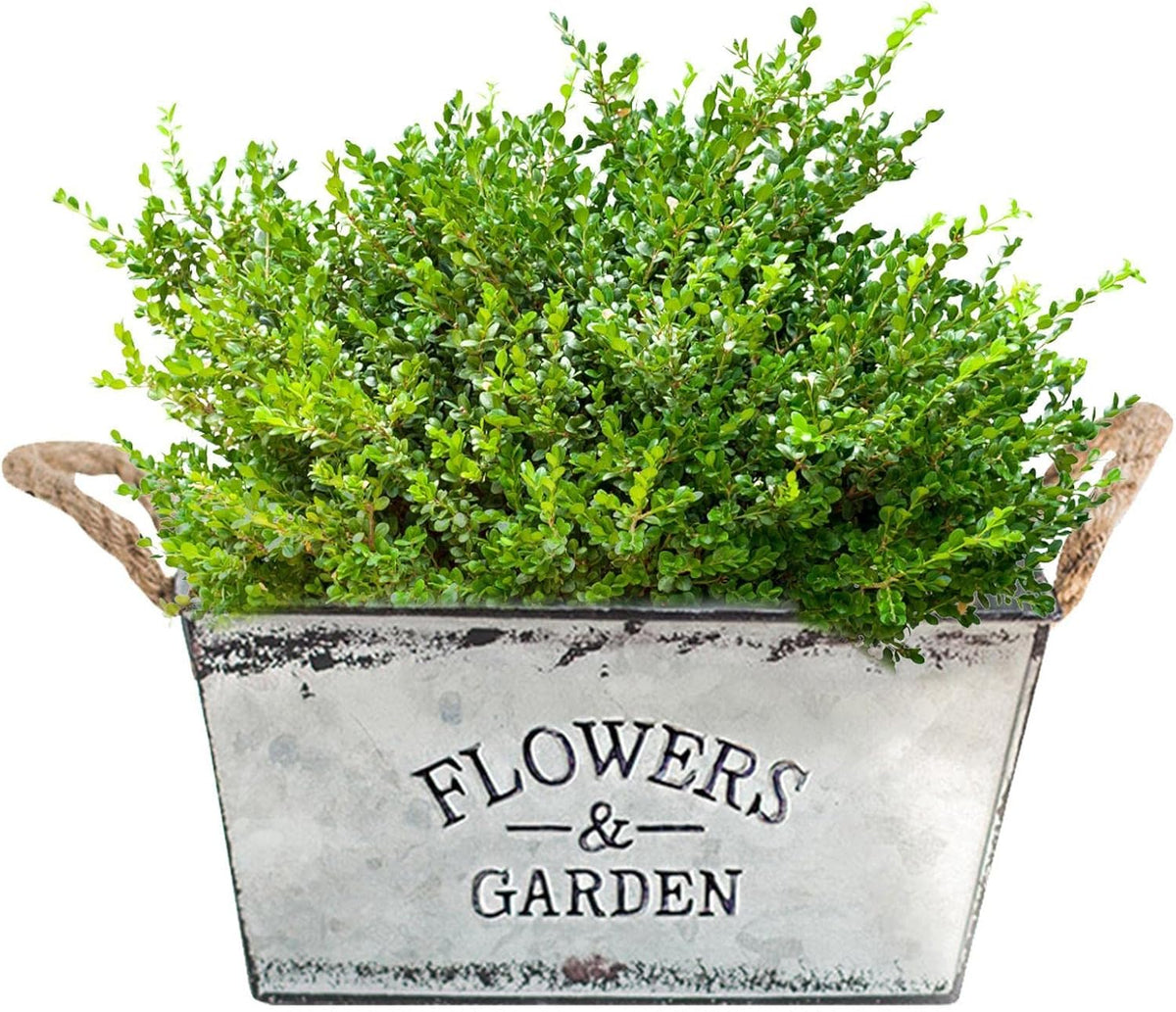 Siopsrl| Decorative flower and garden container made of metal with hemp rope handles