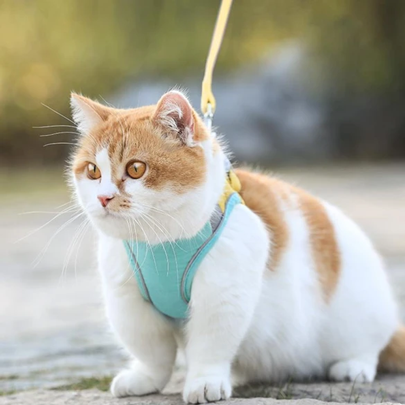 Siopsrl| Cat Vest Harness and Leash Set