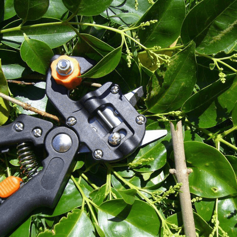 Siopsrl| Professional Garden Grafting Tool Set
