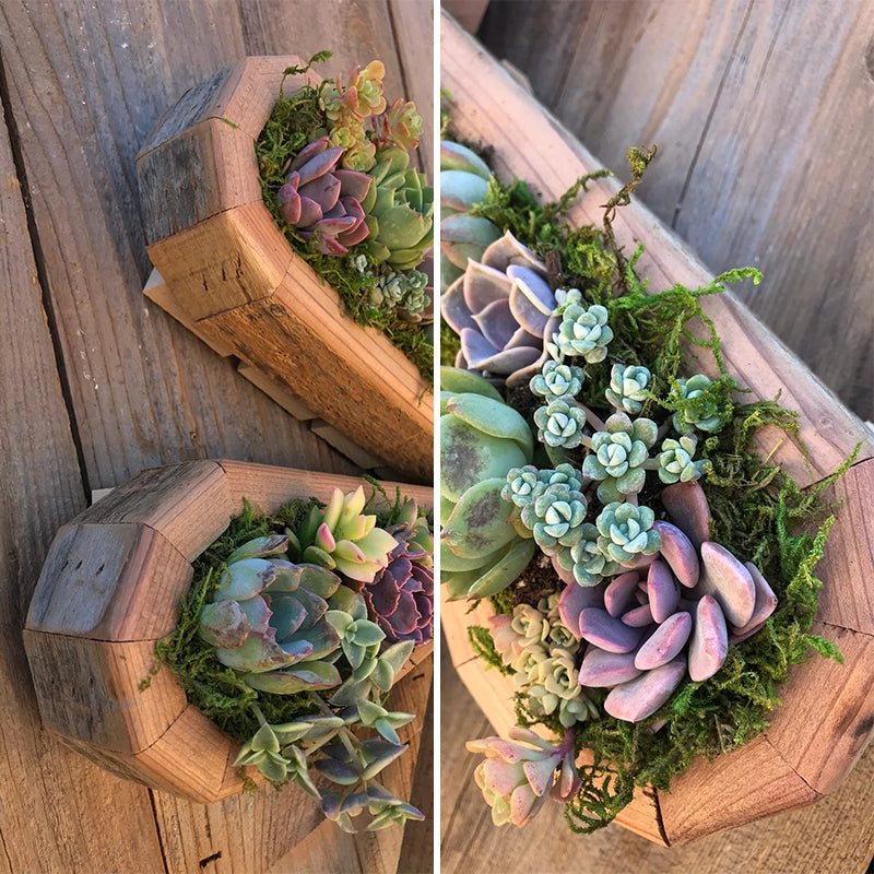 Animal Succulent Garden Arrangement | Siopsrl
