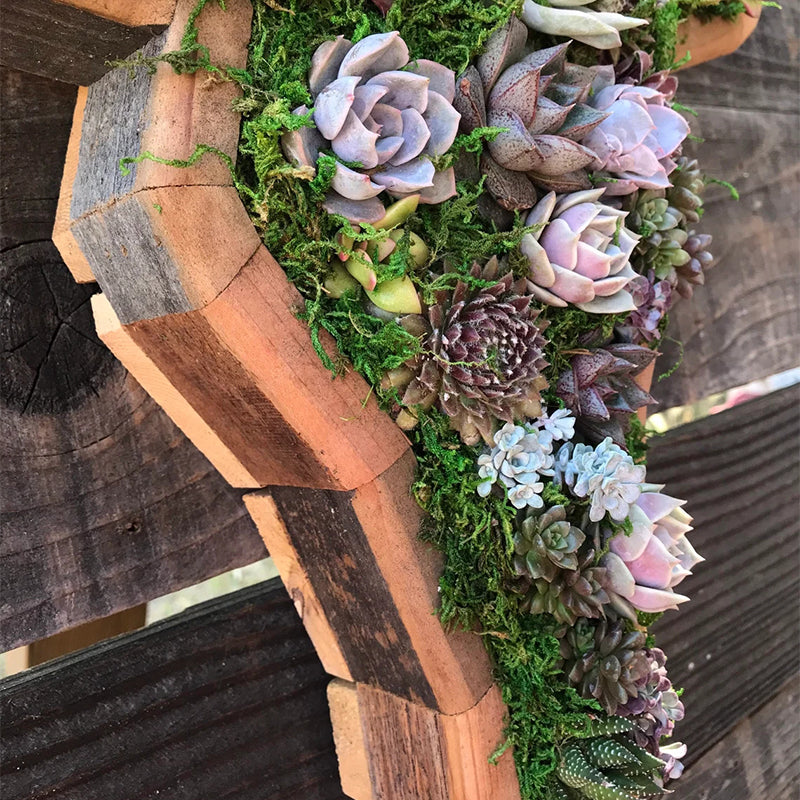 Animal Succulent Garden Arrangement | Siopsrl