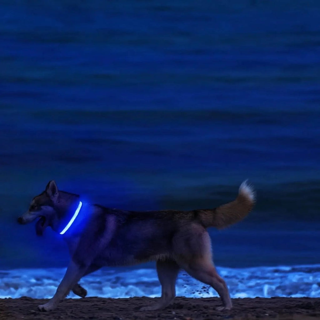 Siopsrl| LED Safety Dog Collar with Adjustable Fit