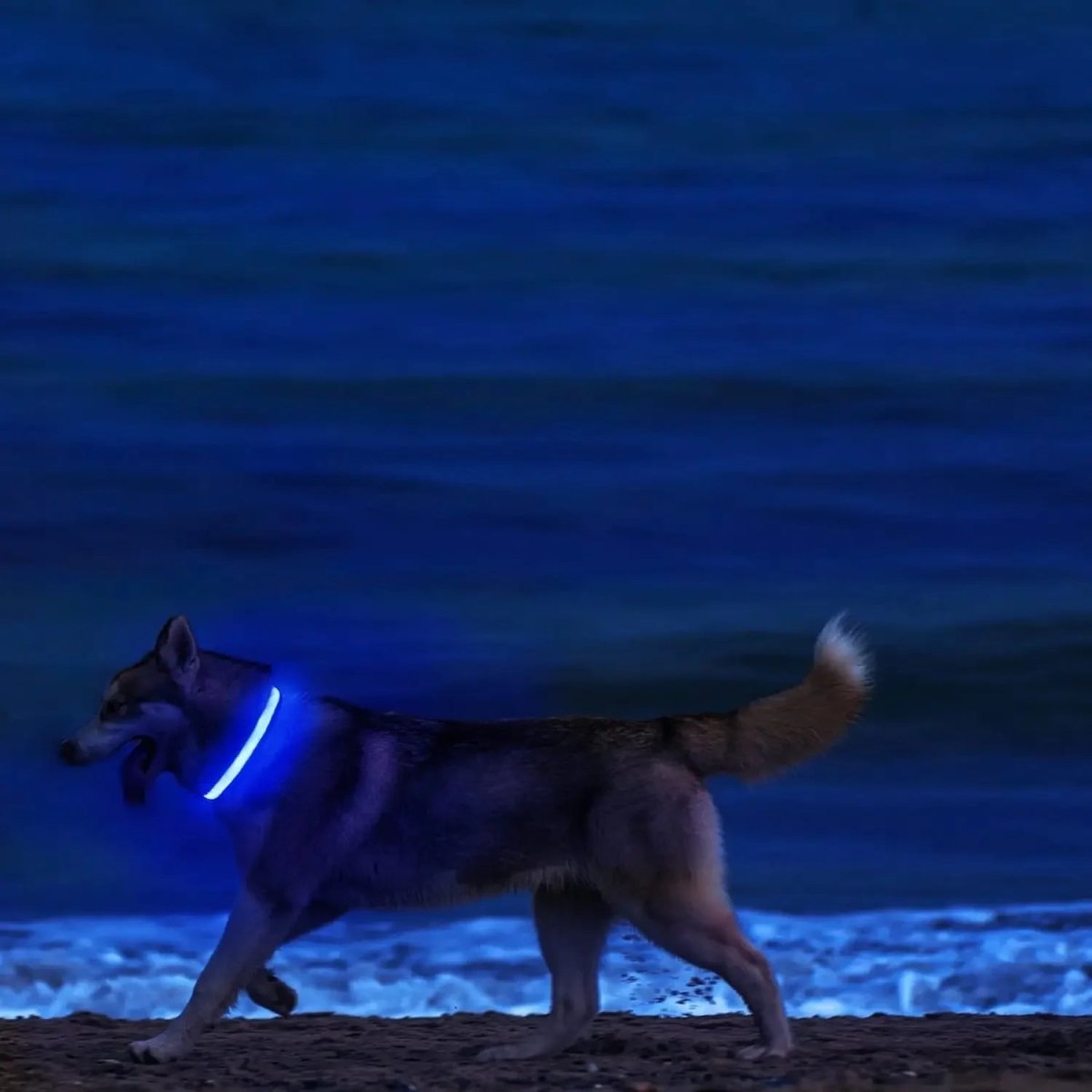 Siopsrl| LED Safety Dog Collar with Adjustable Fit