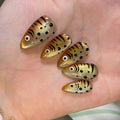 Siopsrl | Artificial nails with fish motif Siopsrl