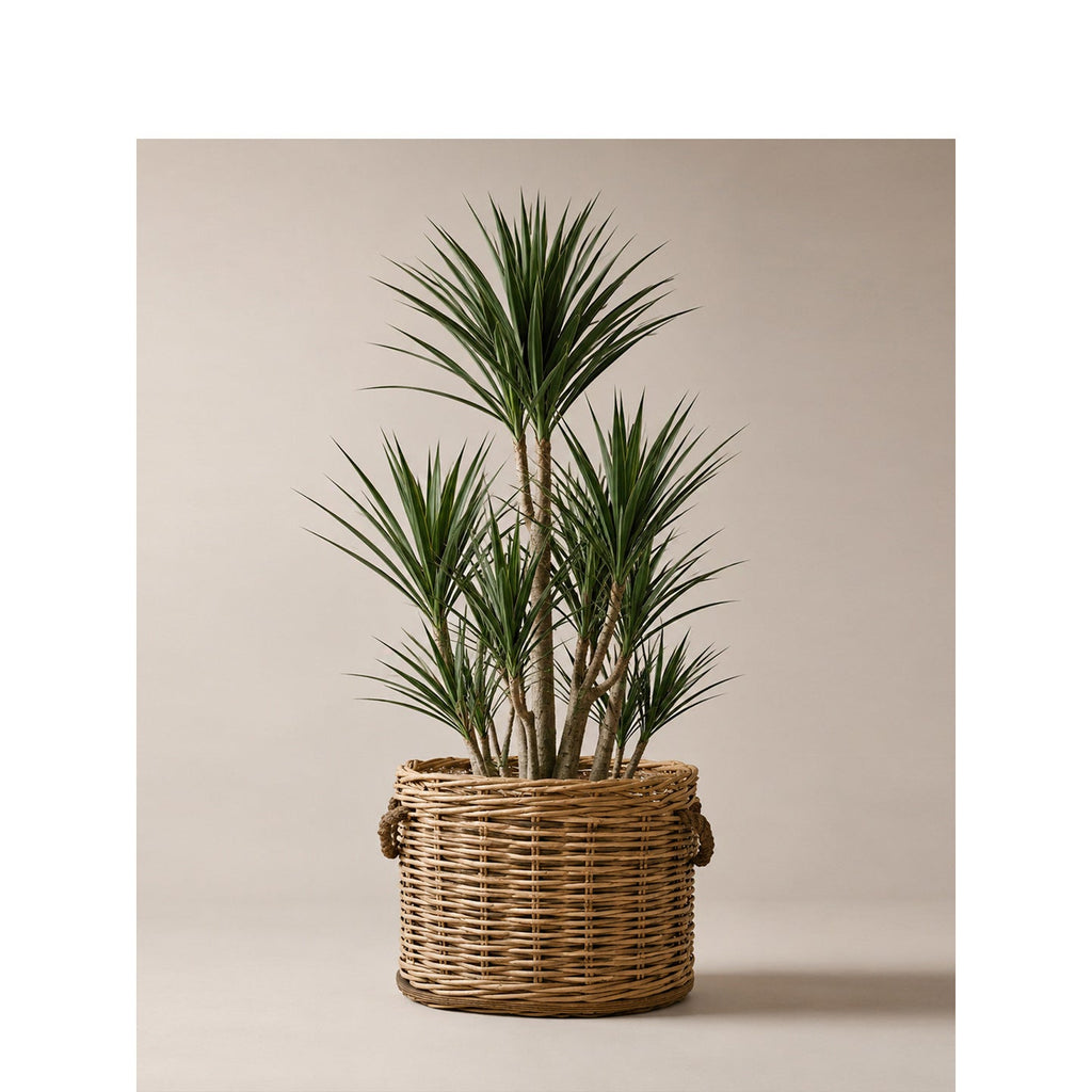 Willow woven basket with inner lining Siopsrl