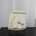 Decorative Wall Art
