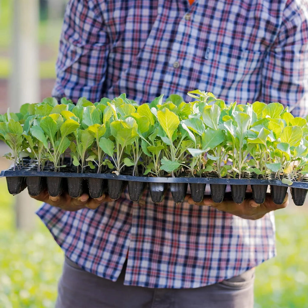 Siopsrl| Rectangular Plant Bowl – Seedling Tray for Efficient Germination and Growth of Seedlings
