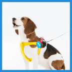 Y-shaped dog harness made of polyester, adjustable