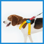 Y-shaped dog harness made of polyester, adjustable