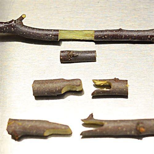 Siopsrl| Grafting Pruning Shears