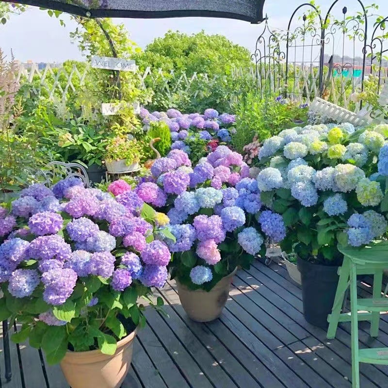 Outdoor Artificial Hydrangea Flowers