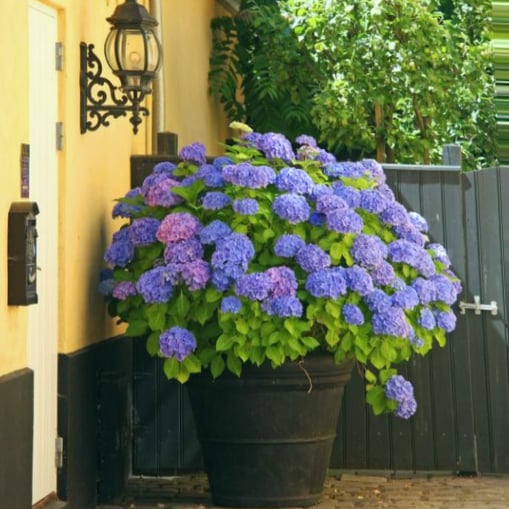 Outdoor Artificial Hydrangea Flowers