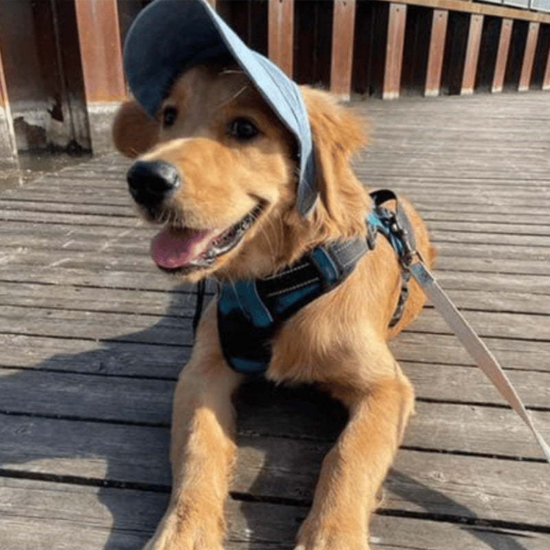 Siopsrl | Dog hat