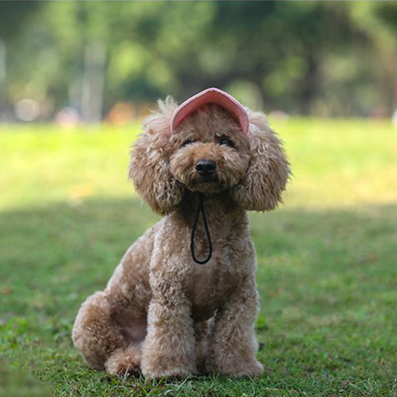 Siopsrl | Dog hat